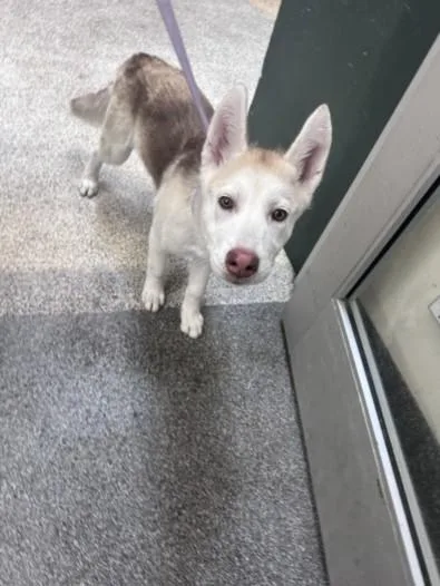 A baby medium-sized female Siberian Husky dog named Fiona for adoption in Los Angeles, CA