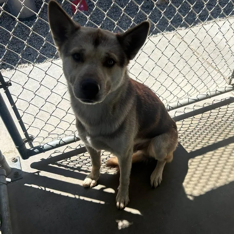 A baby small-sized male Red / Chestnut / Orange Husky dog named 26-946 for adoption in Los Banos, CA