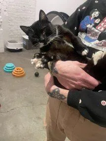 An adult medium-sized male Black & White / Tuxedo Domestic Short Hair cat named Tobi for adoption in Portland, OR