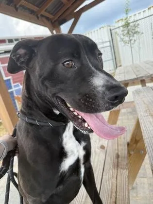 Pepper thumbnail 3