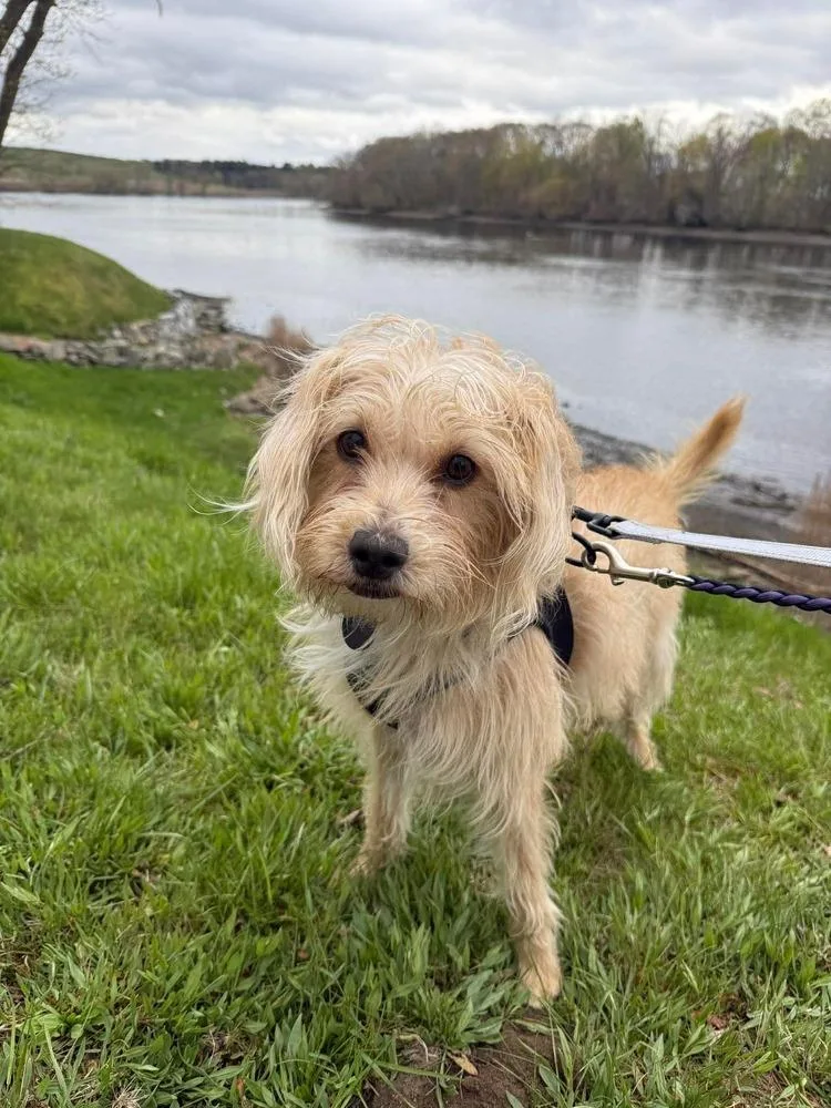 An adult small-sized female Terrier dog named Clarice for adoption in Groveland, MA
