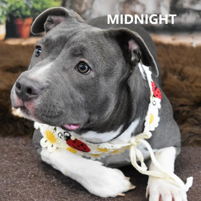 An adult large-sized female Gray / Blue / Silver Pit Bull Terrier dog named Midnight for adoption in Yuma, AZ
