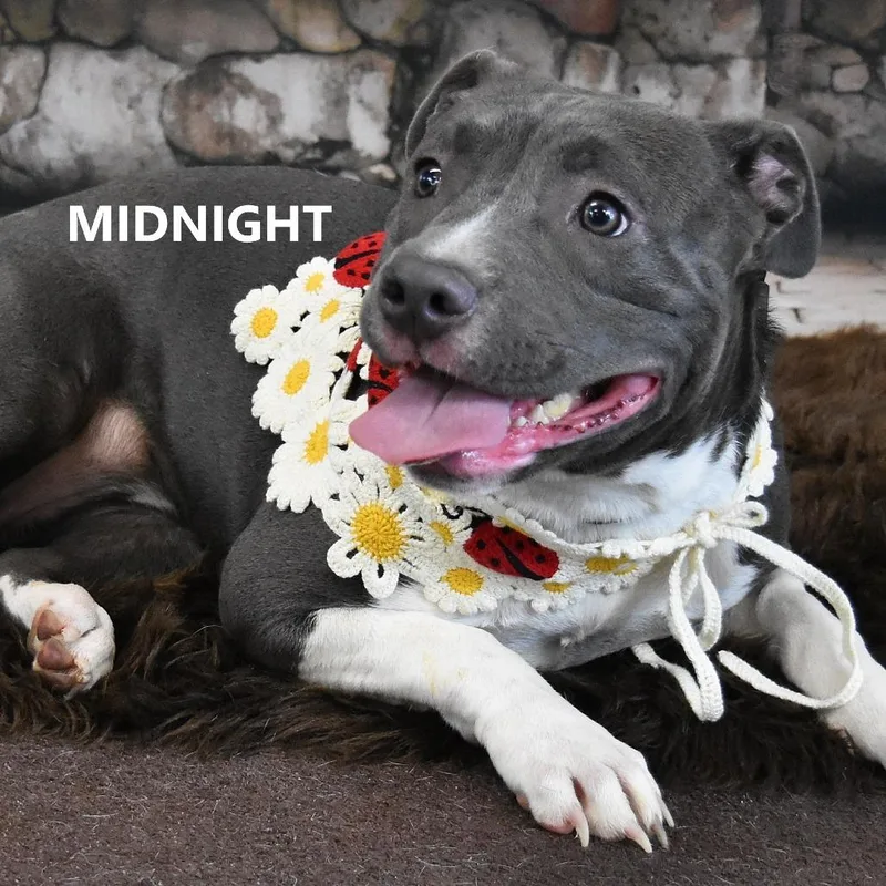 Midnight thumbnail 3