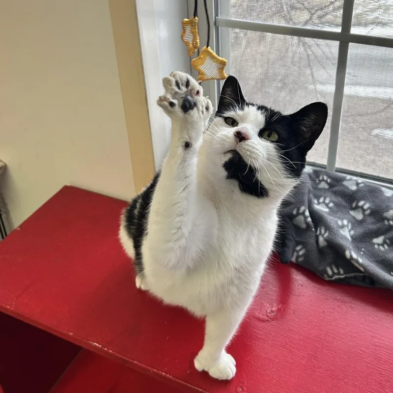 Buttercup thumbnail 2