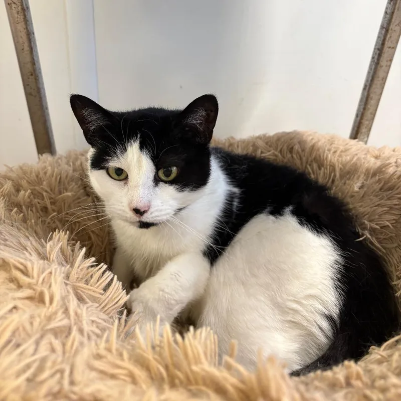 Buttercup thumbnail 3