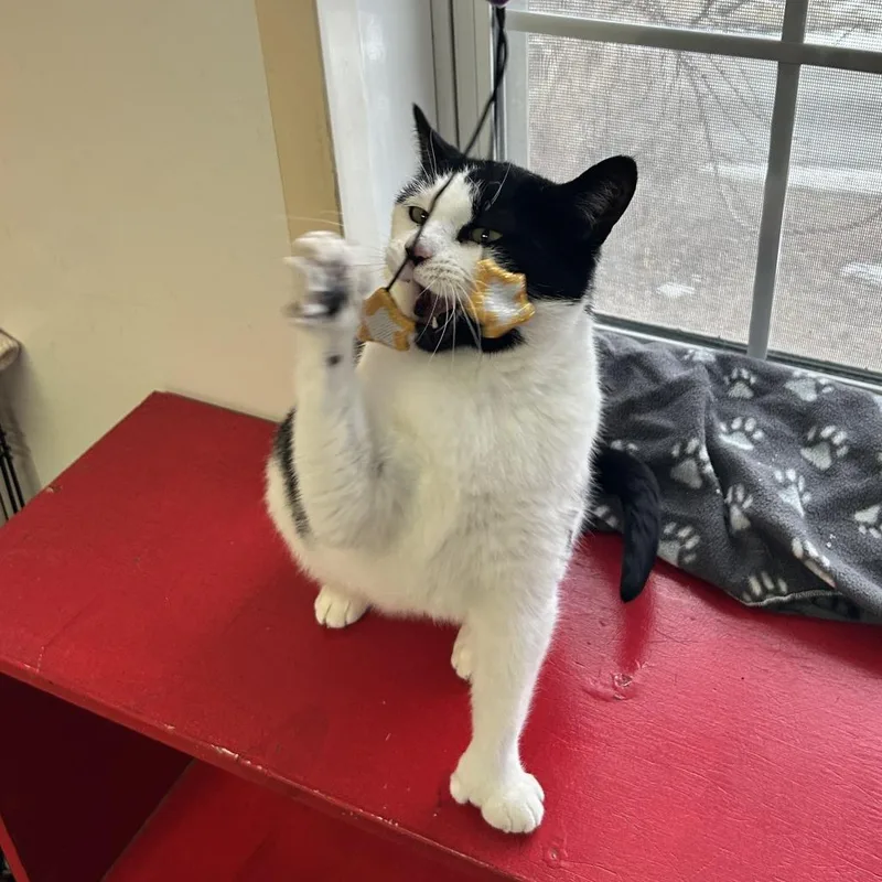 Buttercup thumbnail 4