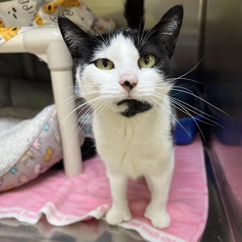 Buttercup thumbnail 5