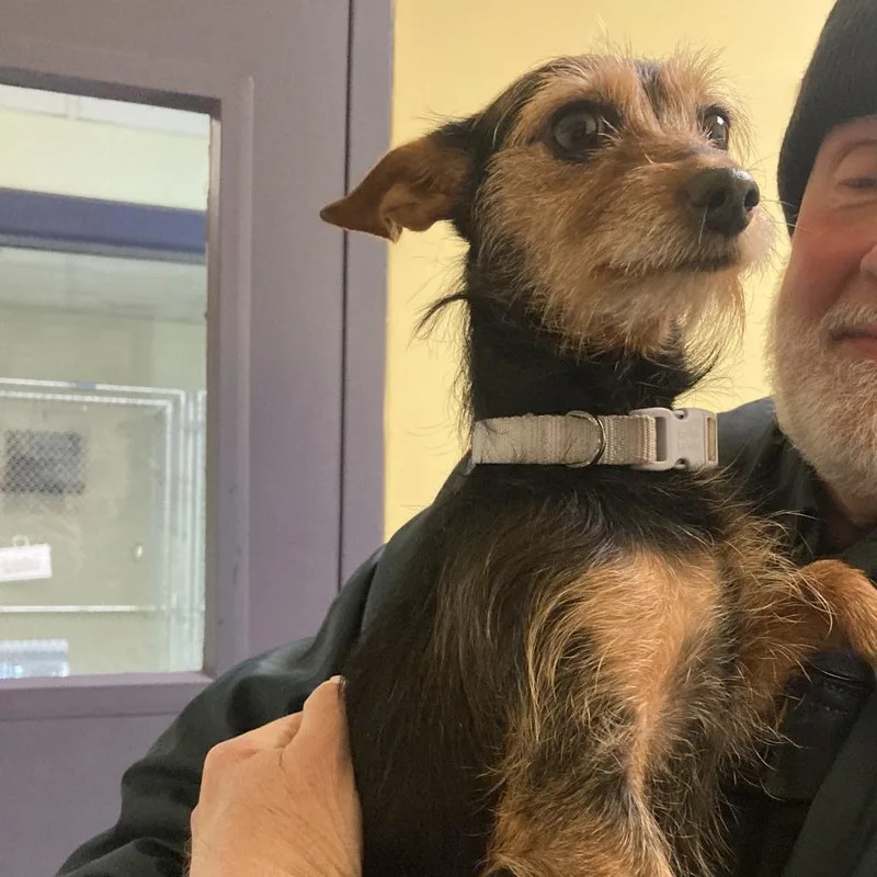 An adult small-sized female Black Terrier dog named Mandalorian for adoption in Charlottesville, VA