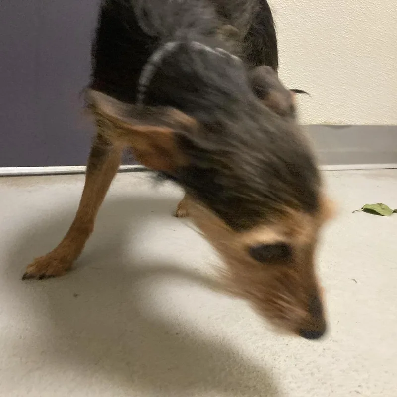 Mandalorian thumbnail 3