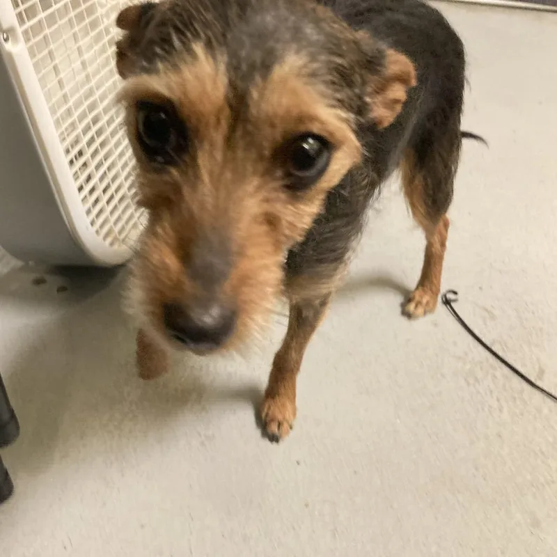 Mandalorian thumbnail 4