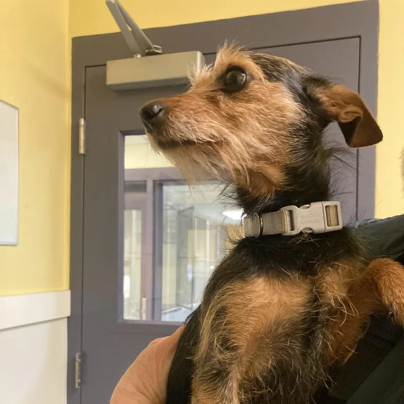 Mandalorian thumbnail 5