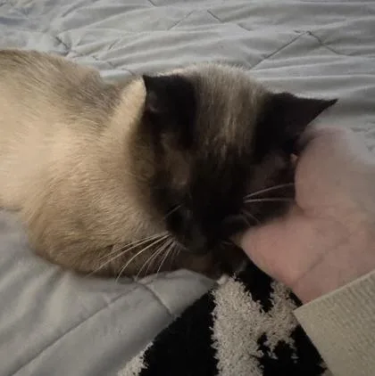 A baby medium-sized male Snowshoe cat named Rowan for adoption in Fort Worth, TX