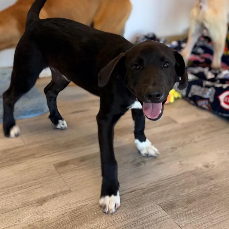 A baby large-sized male Black Labrador Retriever dog named Blackey for adoption in Green Bay, WI