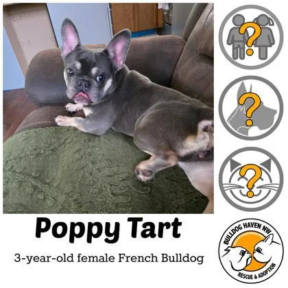 Poppy Tart thumbnail 2