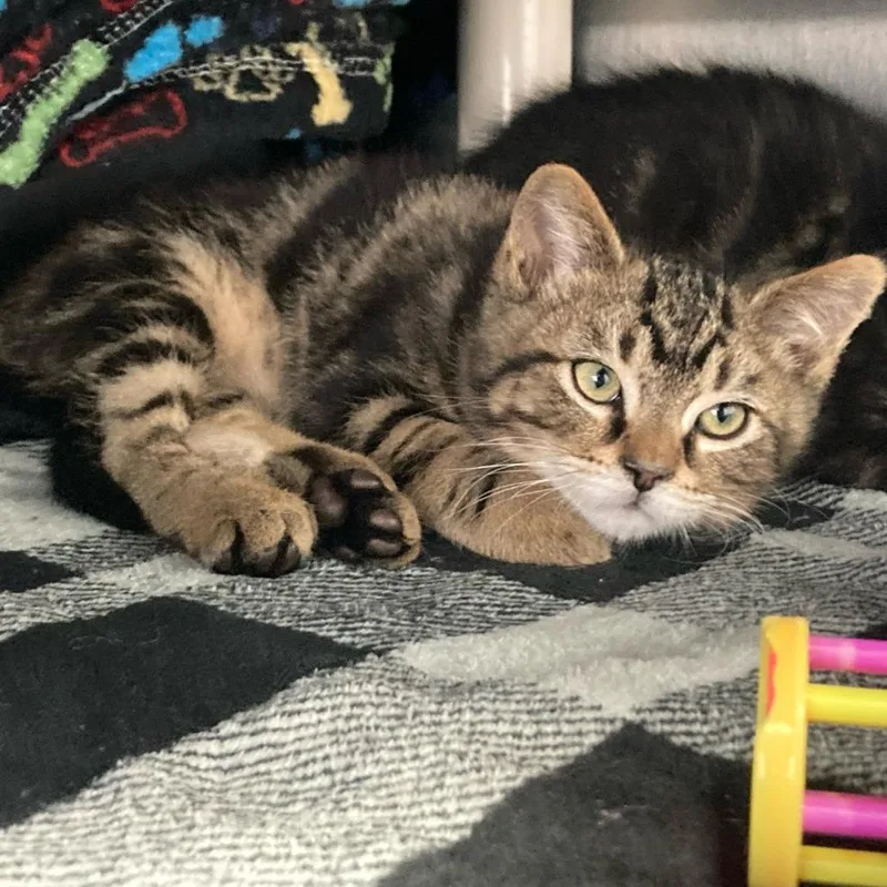 A baby small-sized male Gray / Blue / Silver Domestic Short Hair cat named Jazz for adoption in Buffalo, WY