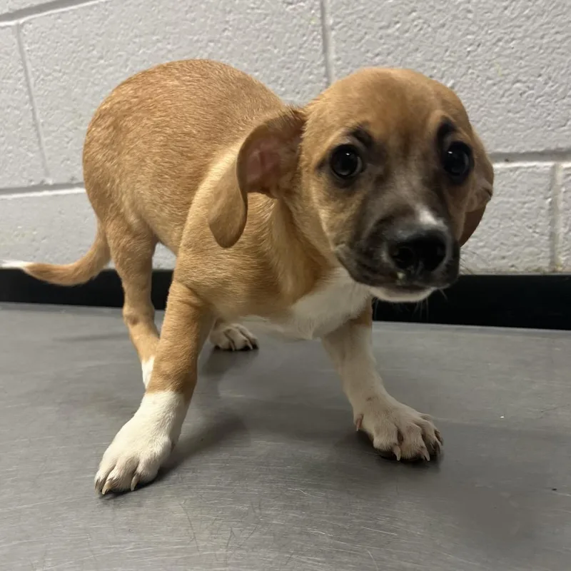 A baby small-sized male Black Mixed Breed dog named Knight for adoption in Amarillo, TX