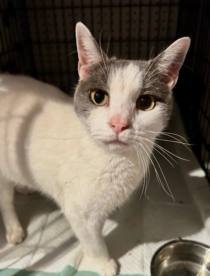 An adult medium-sized male Gray & White Domestic Short Hair cat named Aspen for adoption in Lansdowne, PA