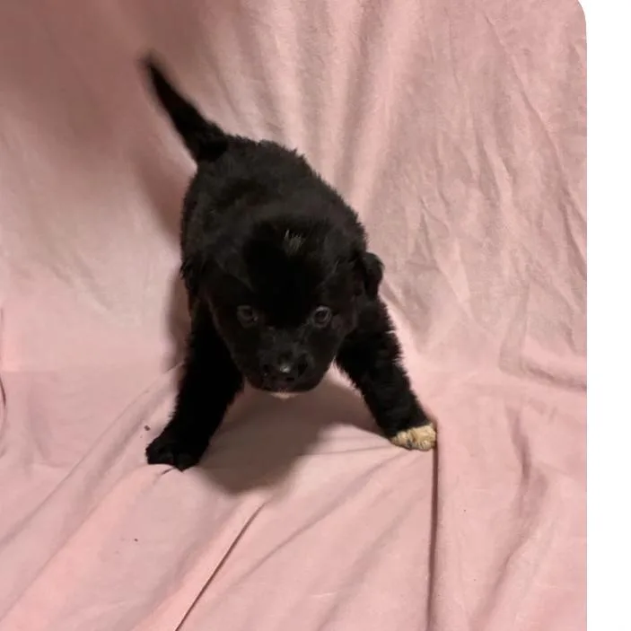 A baby medium-sized male Black Australian Shepherd dog named Fondant for adoption in Hattiesburg, MS