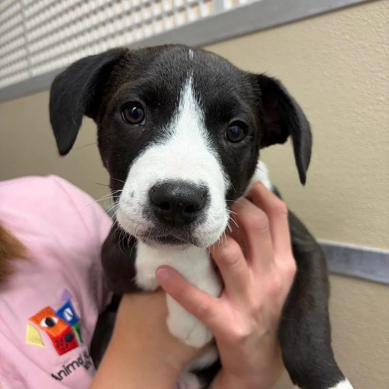 Chief Bogo thumbnail 2