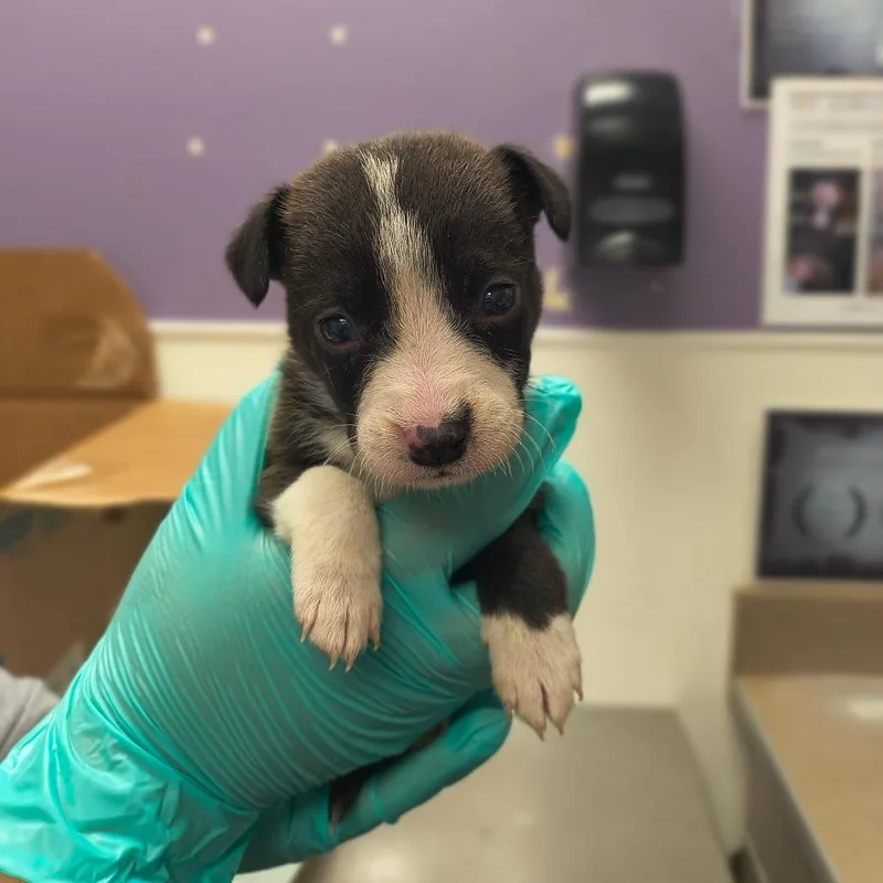 Chief Bogo thumbnail 3