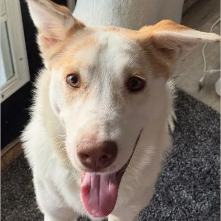 A young medium-sized male White / Cream Husky dog named Butcher for adoption