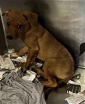 A baby small-sized male Mixed Breed dog named A for adoption in Los Angeles, CA