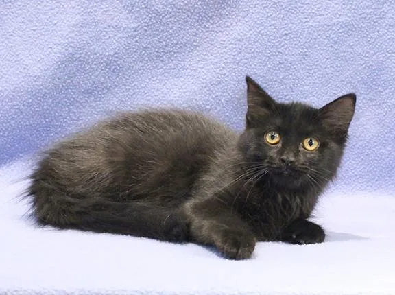 A baby medium-sized female Black Domestic Medium Hair cat named Nova for adoption in Overland Park, KS