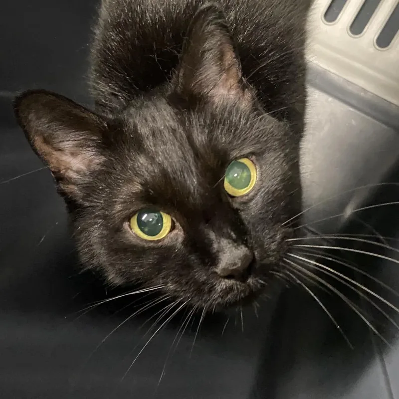 An adult medium-sized female Domestic Short Hair cat named Madame Zeroni for adoption in Allentown, PA