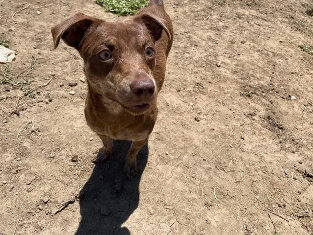 An adult small-sized female Chihuahua dog named Cloud for adoption in Madras, OR