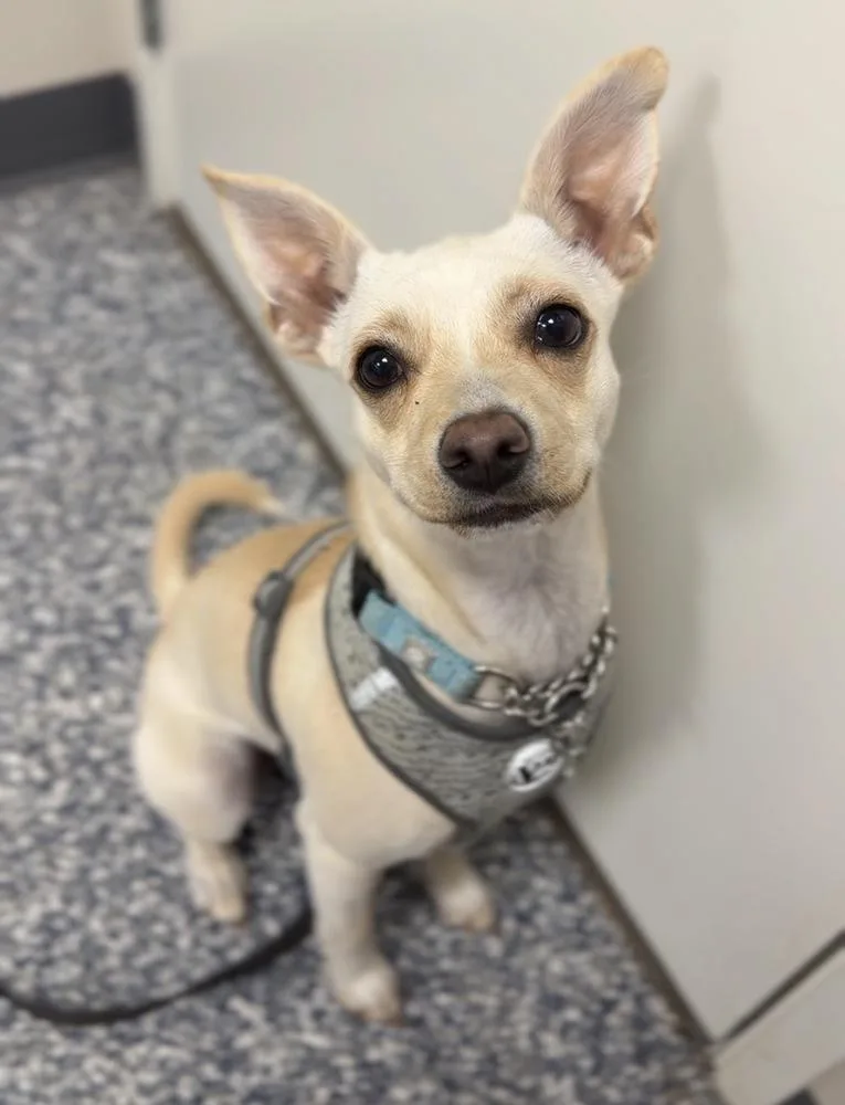 An adult small-sized male White / Cream Chihuahua dog named Pinto for adoption in Bemidji, MN