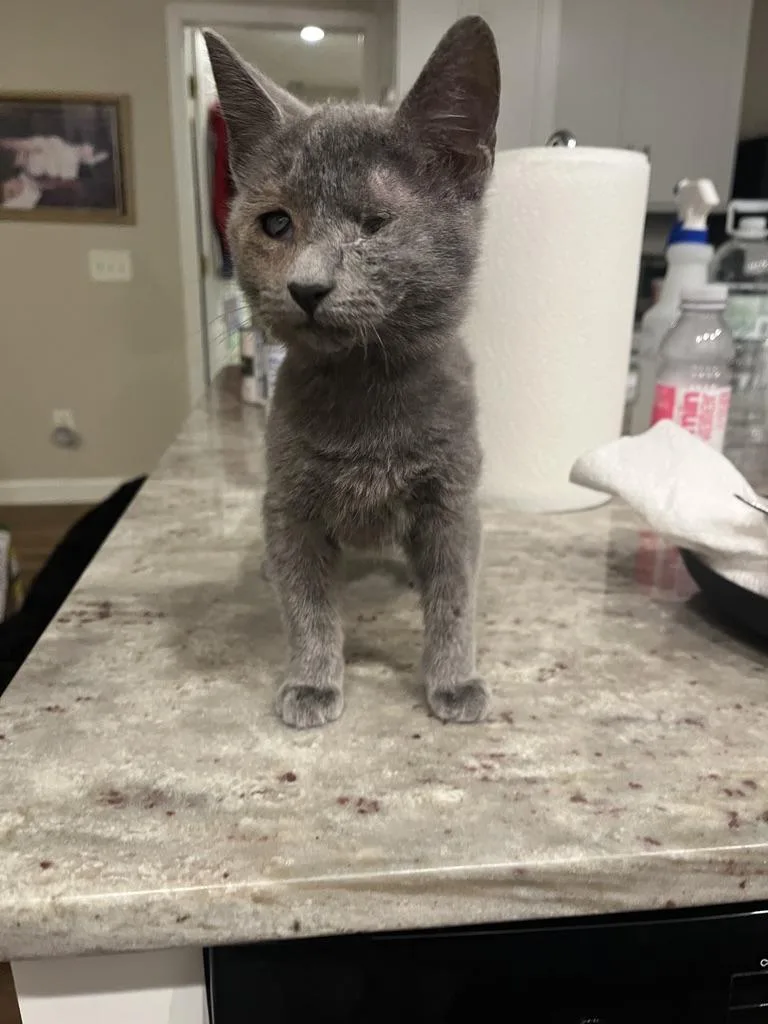 A baby medium-sized male Gray / Blue / Silver Domestic Short Hair cat named Steve Rogers for adoption in Little River, SC