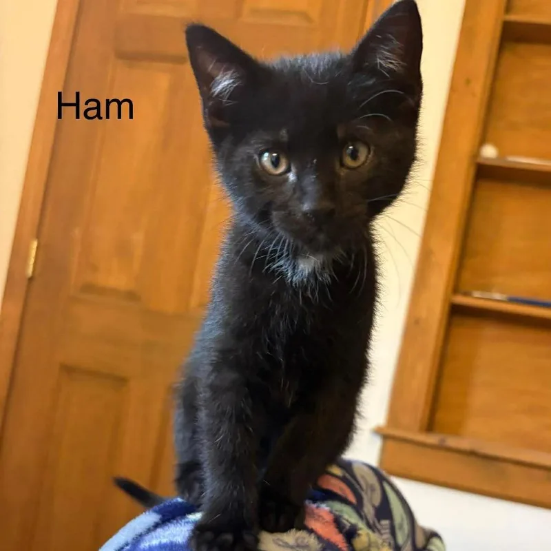 A baby small-sized male Black Domestic Short Hair cat named Ham for adoption in Chillicothe, IL