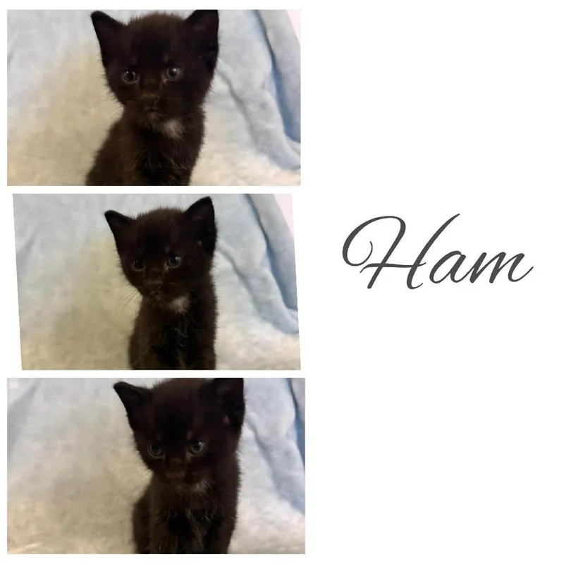 Ham thumbnail 2