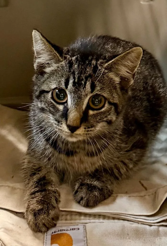 A baby medium-sized female Domestic Short Hair cat named Echo for adoption in Burnsville, NC