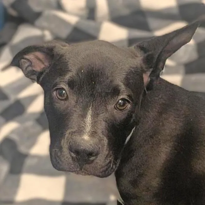 A baby medium-sized female Black Mixed Breed dog named Cosmic Brownie for adoption in Washington Township, OH