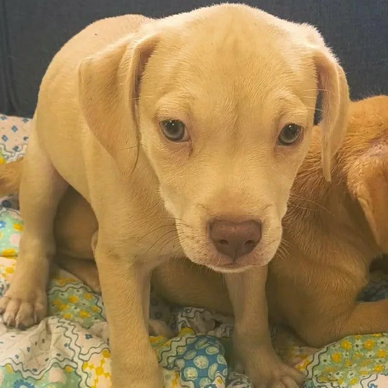 A baby large-sized male White / Cream Labrador Retriever dog named Bo for adoption in Phoenix, MD
