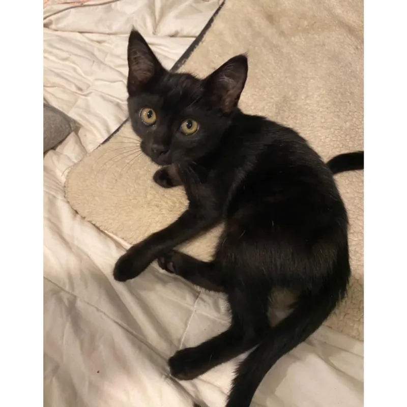 Sardine thumbnail 4