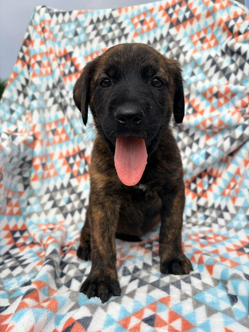 Kit Kat