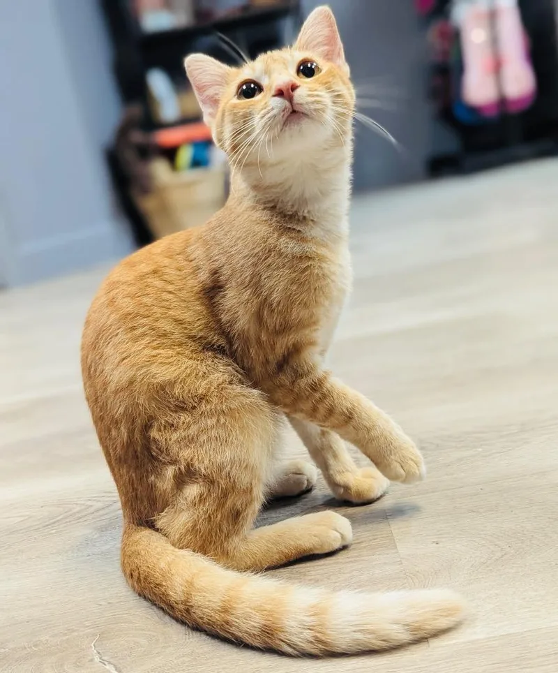 A baby small-sized female Domestic Short Hair cat named Pomelo for adoption in Claremore, OK