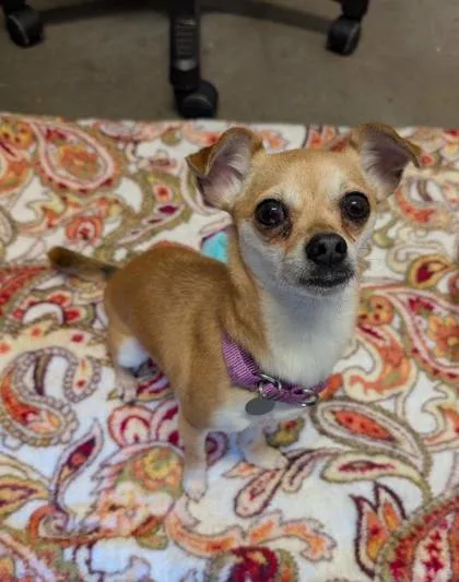 An adult small-sized female Chihuahua dog named Summer for adoption in Bellevue, WA