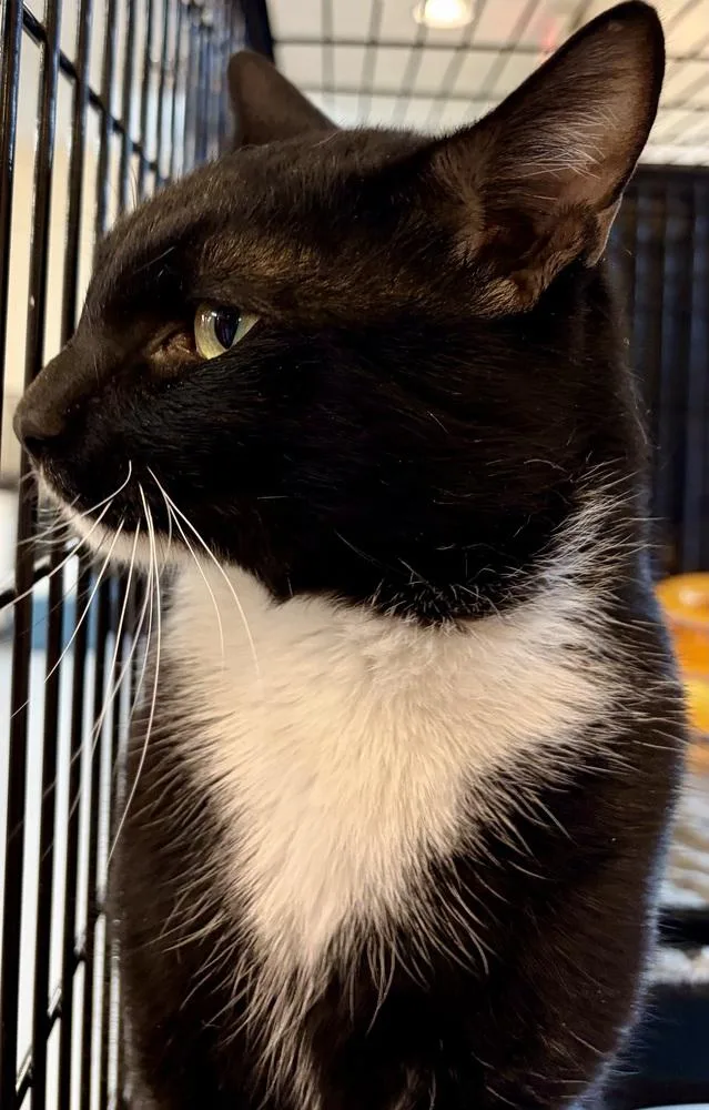 An adult large-sized male Black & White / Tuxedo Domestic Short Hair cat named Winslow for adoption in Southbury, CT