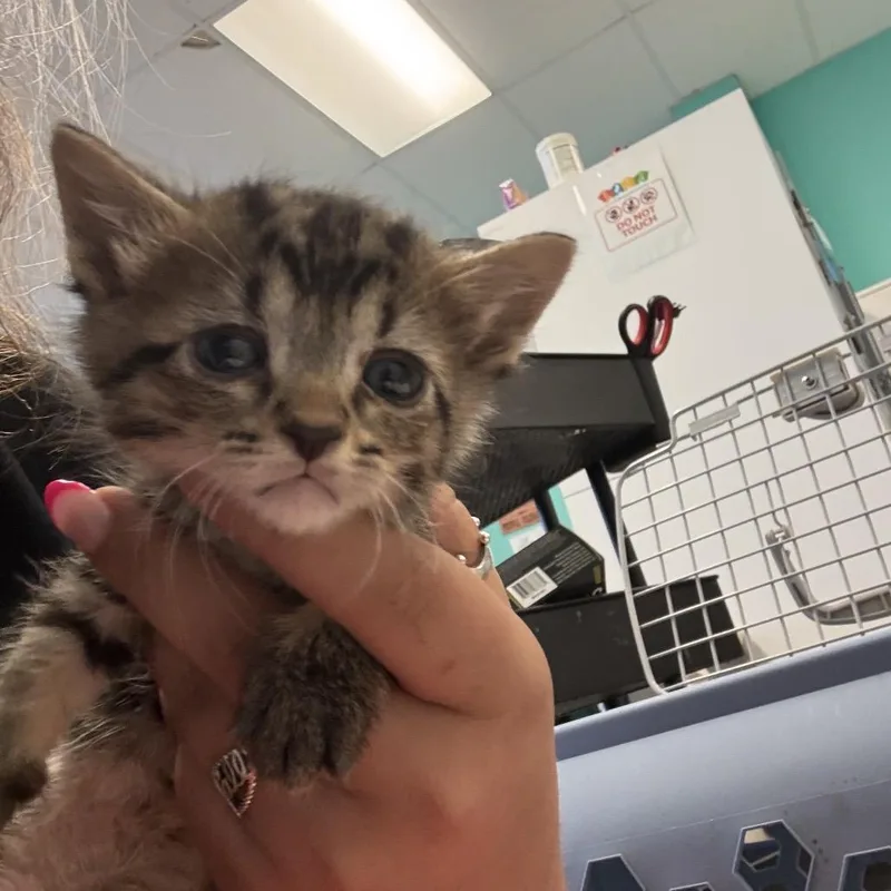 A baby small-sized female Gray / Blue / Silver Domestic Short Hair cat named Oompa Loompa for adoption in Lake Jackson, TX