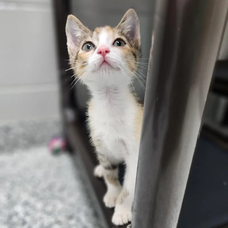 A baby small-sized female Calico Domestic Short Hair cat named Pixie for adoption in Brookfield, WI