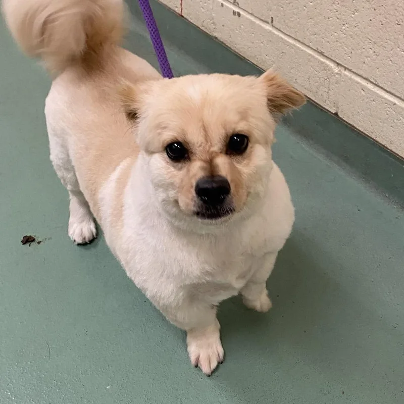 An adult medium-sized male Yellow / Tan / Blond / Fawn Mixed Breed dog named Kasper for adoption in Memphis, TN