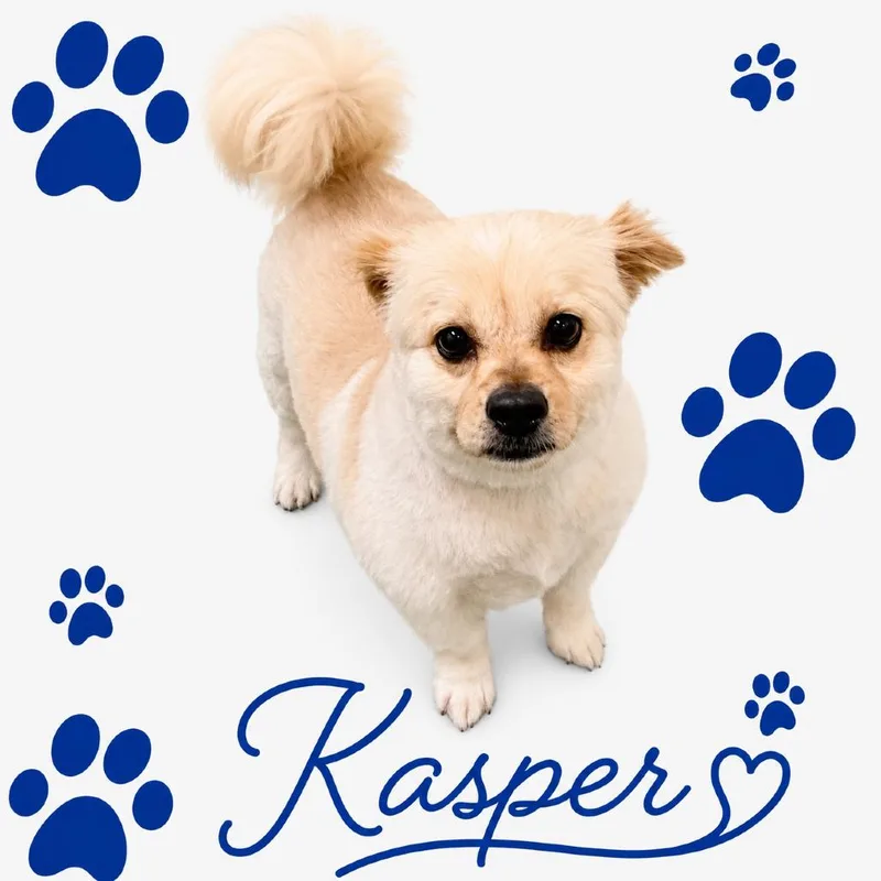 Kasper thumbnail 2