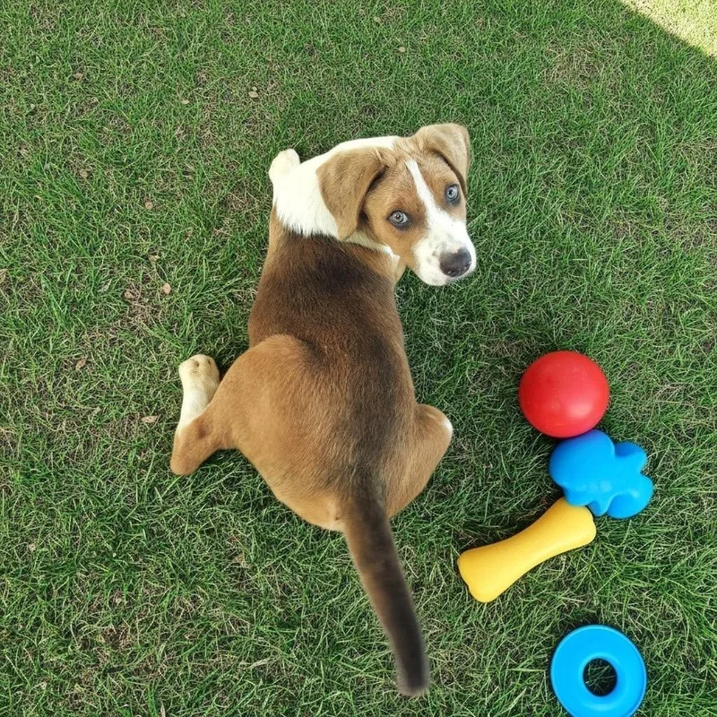 A baby large-sized male Foxhound dog named Alex Mo Old Puppy! for adoption in Fort Myers, FL