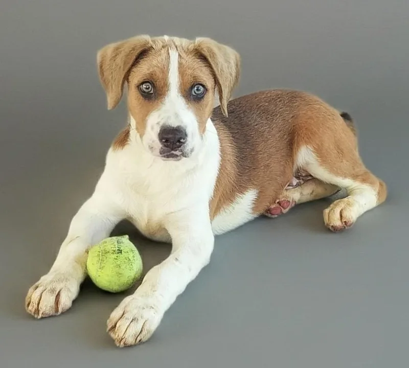 Alex Mo Old Puppy! thumbnail 2