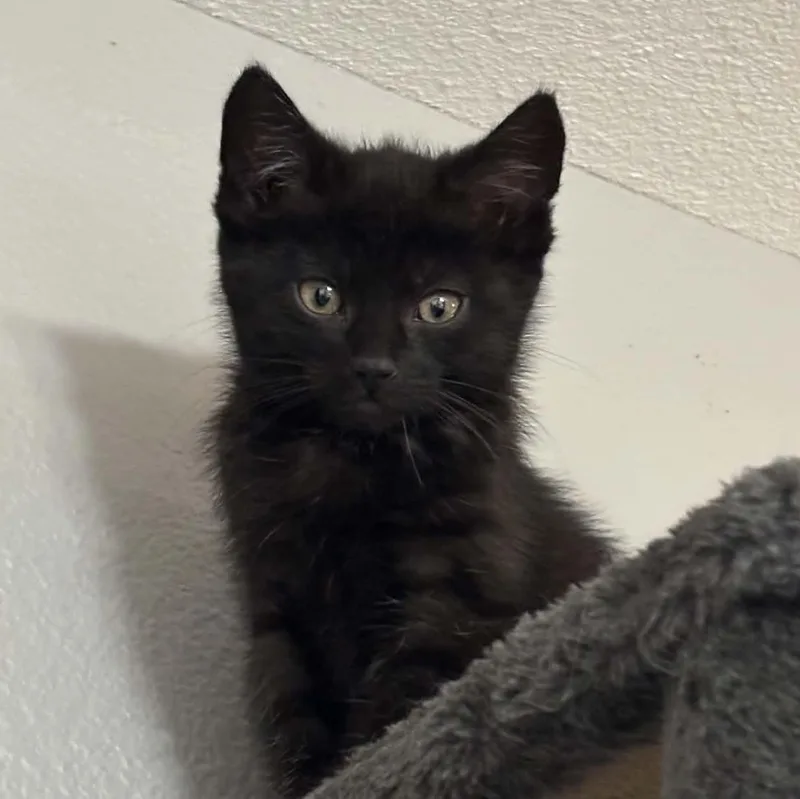 Binx