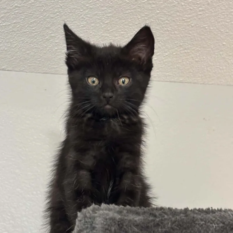 Binx thumbnail 2