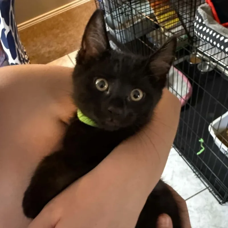 Binx thumbnail 3